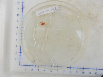 Media type: image;   Invertebrate Zoology 137791